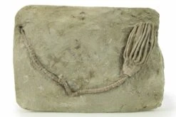 4.25" Fossil Crinoid (Macrocrinus) - Crawfordsville, Indiana