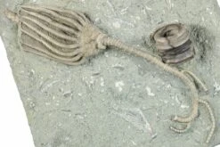 2.8" Fossil Crinoid (Macrocrinus) - Crawfordsville, Indiana