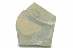 Three Ordovician Brittle Stars (Ophiura) - Morocco