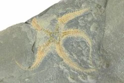 Three Ordovician Brittle Stars (Ophiura) - Morocco -1 ophiura sp 12