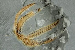 .7" Ordovician Brittle Star (Ophiura) - Morocco