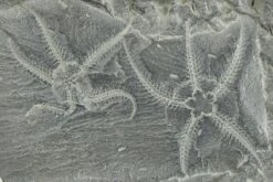 Two Ordovician Brittle Stars (Ophiura) - Morocco