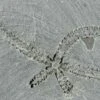 1.1" Ordovician Brittle Star (Ophiura) - Morocco -1 ophiura sp 2