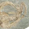 1.3" Ordovician Brittle Star (Ophiura) - Morocco 2 1.3" Ordovician Brittle Star (Ophiura) - Morocco -1 ophiura sp 4