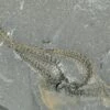 1.55" Ordovician Brittle Star (Ophiura) - Morocco -1 ophiura sp 6