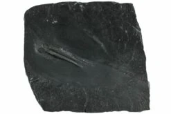 1.25" Pyritized Brittle Star (Ophiurina) - Bundenbach, Germany 5 1.25" Pyritized Brittle Star (Ophiurina) - Bundenbach, Germany -1 ophiurina lymani 1