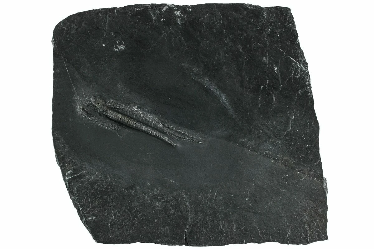 1.25" Pyritized Brittle Star (Ophiurina) - Bundenbach, Germany 4 1.25" Pyritized Brittle Star (Ophiurina) - Bundenbach, Germany - Image 2