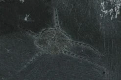 1.3" Pyritized Brittle Star (Ophiurina) - Bundenbach, Germany