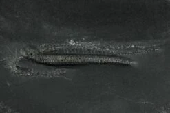 1.25" Pyritized Brittle Star (Ophiurina) - Bundenbach, Germany