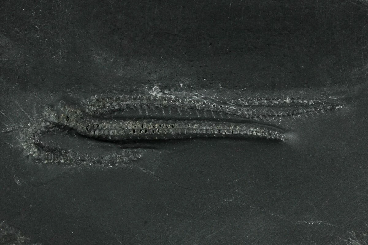 1.25" Pyritized Brittle Star (Ophiurina) - Bundenbach, Germany 3 1.25" Pyritized Brittle Star (Ophiurina) - Bundenbach, Germany