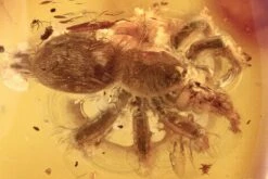 Fossil Funnel-Web Tarantula Spider (Araneae) In Baltic Amber
