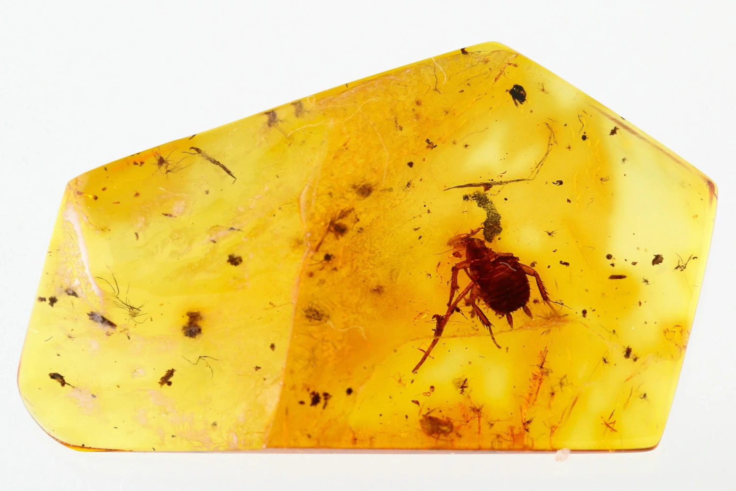Detailed Fossil Cockroach (Blattodea) In Baltic Amber - Rare! 4 Detailed Fossil Cockroach (Blattodea) In Baltic Amber - Rare! - Image 2