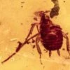 Detailed Fossil Cockroach (Blattodea) In Baltic Amber - Rare!