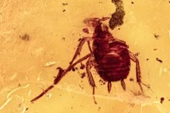 Detailed Fossil Cockroach (Blattodea) In Baltic Amber - Rare!