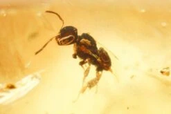 2.05" Polished Colombian Copal (10.8 G) - Contains Insects & Plants! -1 order blattodea order diptera order hymenoptera 1