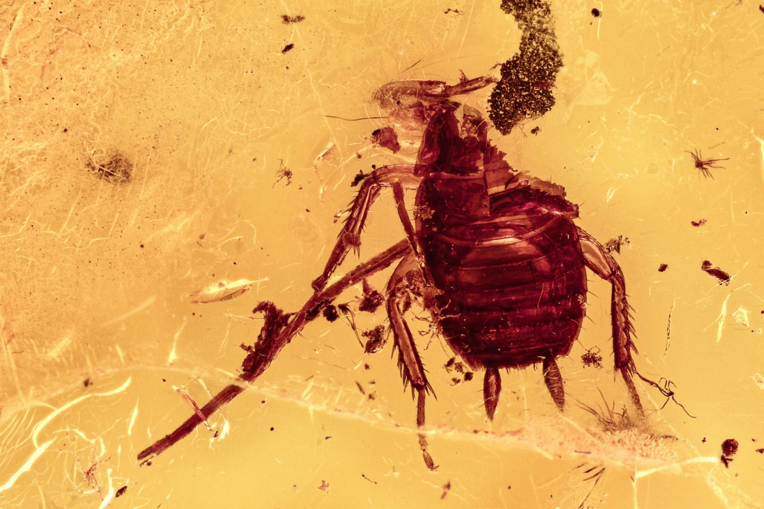 Detailed Fossil Cockroach (Blattodea) In Baltic Amber - Rare! 3 Detailed Fossil Cockroach (Blattodea) In Baltic Amber - Rare!