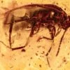 Detailed Fossil False Flower Beetle (Scraptiidae) In Baltic Amber -1 order coleoptera family scraptiidae