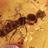 Detailed Fossil Rove Beetle (Paederinae) In Baltic Amber -1 order coleoptera family staphylinidae subfamily paederinae