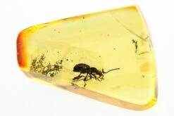 Detailed Fossil Ant-Like Stone Beetle (Scydmaeninae) In Baltic Amber -1 order coleoptera subfamily scydmaeninae genus euroleptochromus 1