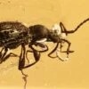 Detailed Fossil Ant-Like Stone Beetle (Scydmaeninae) In Baltic Amber -1 order coleoptera subfamily scydmaeninae genus euroleptochromus