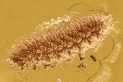 Highly Detailed And Unusual Fossil Larva (Diptera?) In Baltic Amber