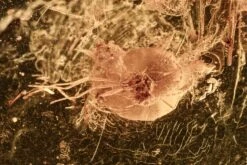 Detailed Fossil Gall Midge And Larva In Baltic Amber