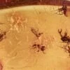 Fossil Biting Midge (Ceratopogonidae) Swarm In Baltic Amber -1 order diptera family ceratopogonidae