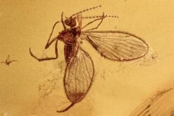 Fossil Moth Fly (Psychodidae) In Baltic Amber