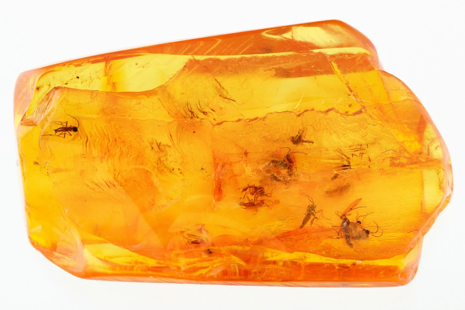 Fossil Fungus Gnat Swarm (Sciaridae) In Baltic Amber 4 Fossil Fungus Gnat Swarm (Sciaridae) In Baltic Amber - Image 2