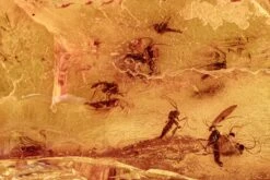 Fossil Fungus Gnat Swarm (Sciaridae) In Baltic Amber