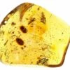 3.1" Polished Colombian Copal (90.2 G) - Contains Flies And Beetles! -1 order diptera order coleoptera 5