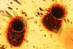 3.1" Polished Colombian Copal (90.2 G) - Contains Flies And Beetles! -1 order diptera order coleoptera 6