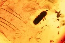 3.1" Polished Colombian Copal (90.2 G) - Contains Flies And Beetles! -1 order diptera order coleoptera 9