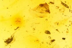 3.6" Polished Colombian Copal (86.6 G) - Contains Insects! -1 order diptera order hymenoptera 1