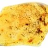 3.6" Polished Colombian Copal (86.6 G) - Contains Insects! -1 order diptera order hymenoptera