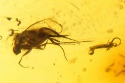 3.6" Polished Colombian Copal (86.6 G) - Contains Insects! -1 order diptera order hymenoptera 2