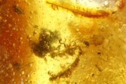 3.6" Polished Colombian Copal (106.8 G) - Large Cicada Fossil! -1 order diptera order hymenoptera order hemiptera suborder auchenorrhyncha 5