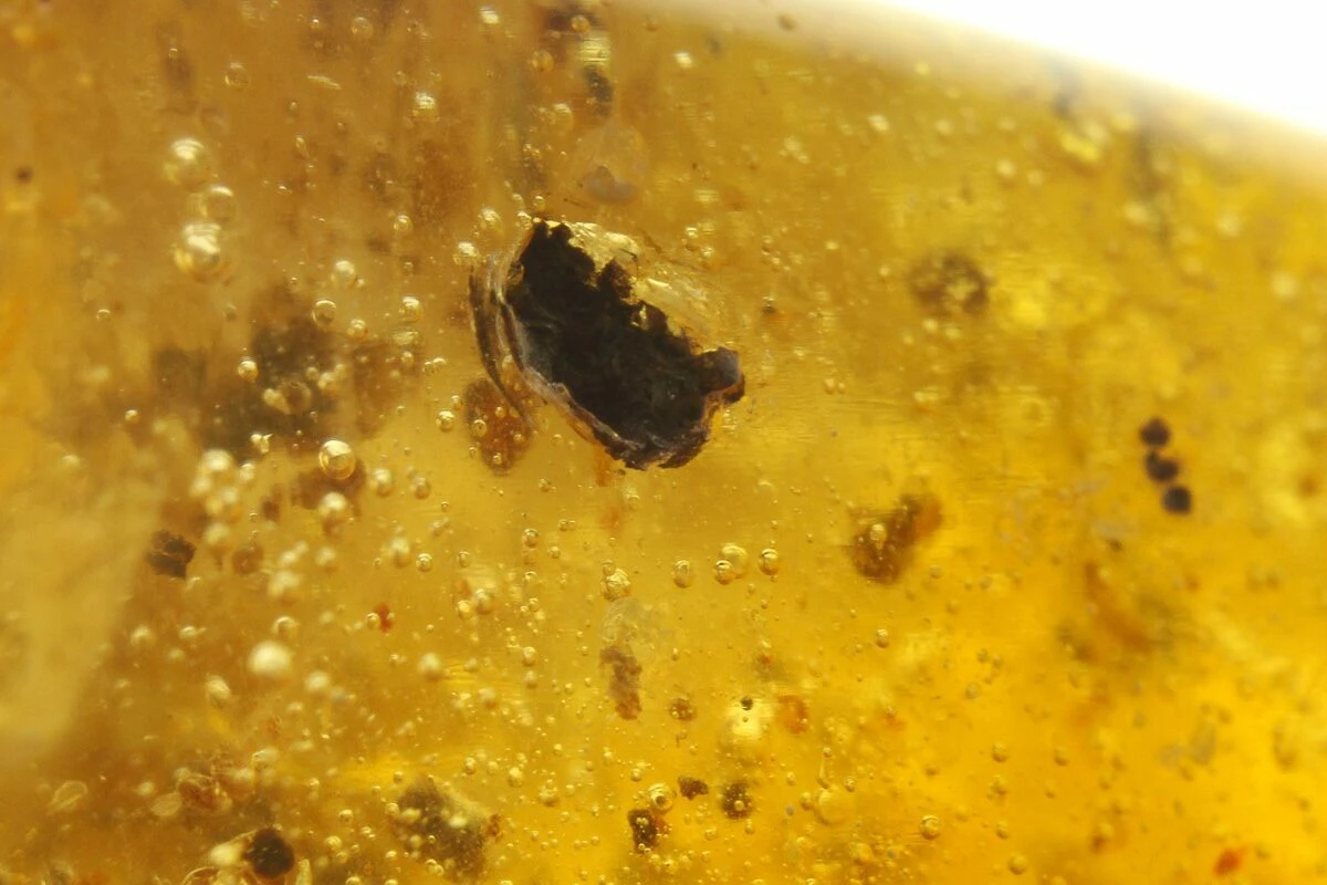 1.25" Polished Colombian Copal (6.8 G) - Contains Several Wasps! 5 1.25" Polished Colombian Copal (6.8 G) - Contains Several Wasps! - Image 3