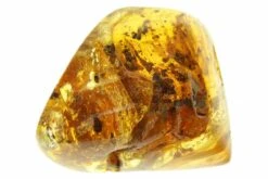 1.25" Polished Colombian Copal (6.8 G) - Contains Several Wasps!