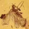 Detailed Fossil Dustywing (Coniopterygidae) In Baltic Amber 2 Detailed Fossil Dustywing (Coniopterygidae) In Baltic Amber -1 order neuroptera family coniopterygidae
