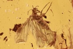 Detailed Fossil Dustywing (Coniopterygidae) In Baltic Amber