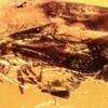 Detailed Fossil Barklouse (Psocoptera) In Baltic Amber -1 order psocoptera