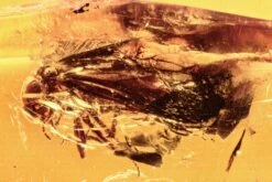 Detailed Fossil Barklouse (Psocoptera) In Baltic Amber