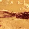 Detailed Fossil Caddisfly (Trichoptera) In Baltic Amber 1 Detailed Fossil Caddisfly (Trichoptera) In Baltic Amber -1 order trichoptera