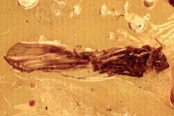 Detailed Fossil Caddisfly (Trichoptera) In Baltic Amber