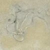 2.8" Detailed, Jurassic Brittle Star (Palaeocoma) - England -1 palaeocoma egertoni