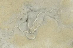 2.8" Detailed, Jurassic Brittle Star (Palaeocoma) - England