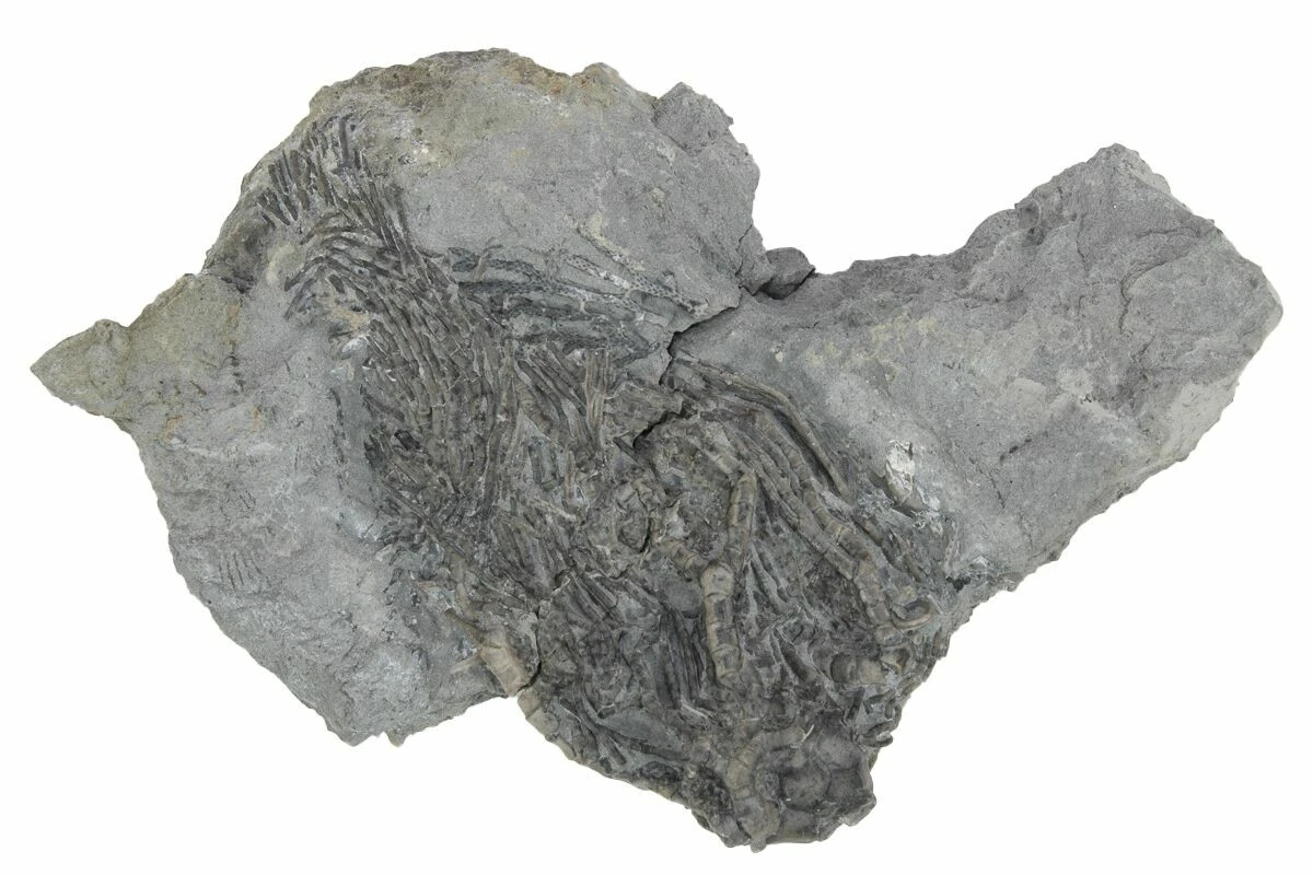 2.1" Fossil Crinoid (Parisocrinus) - Monroe County, Indiana 4 2.1" Fossil Crinoid (Parisocrinus) - Monroe County, Indiana - Image 2