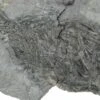 2.1" Fossil Crinoid (Parisocrinus) - Monroe County, Indiana -1 parisocrinus sp