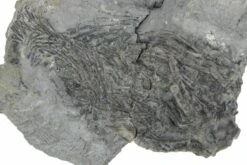 2.1" Fossil Crinoid (Parisocrinus) - Monroe County, Indiana